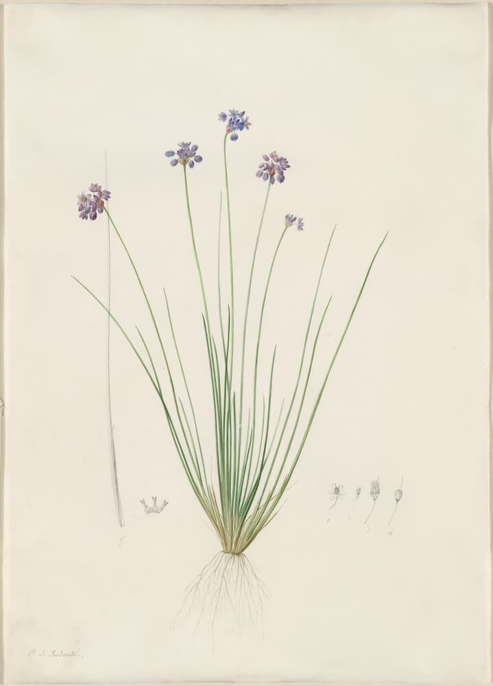 Sowerbaea juncea — Pierre-Joseph Redouté