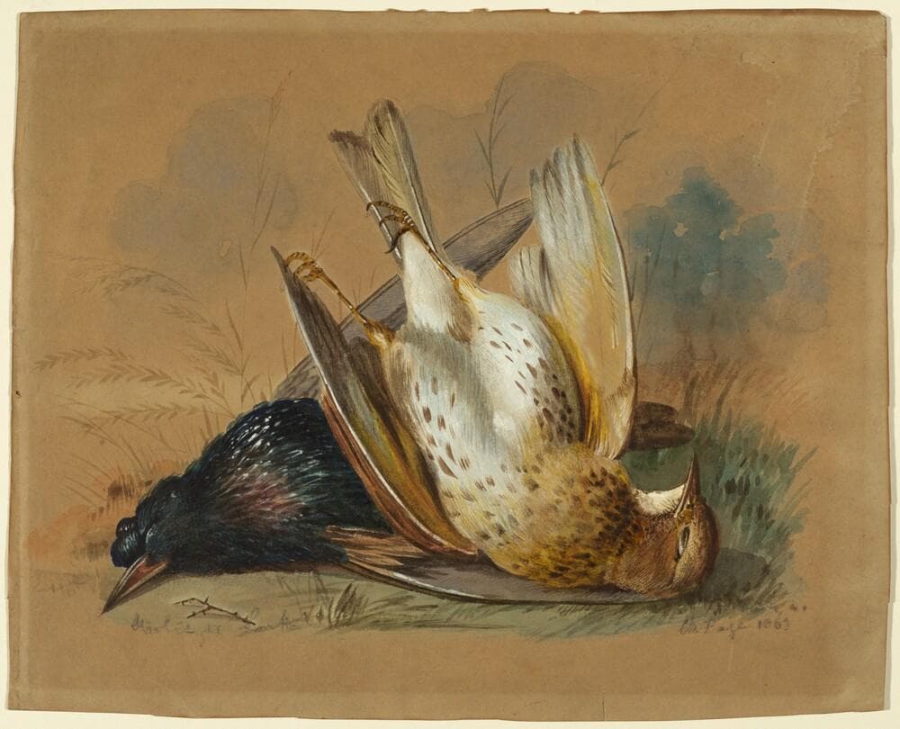 A Starling and a Lark — William Page