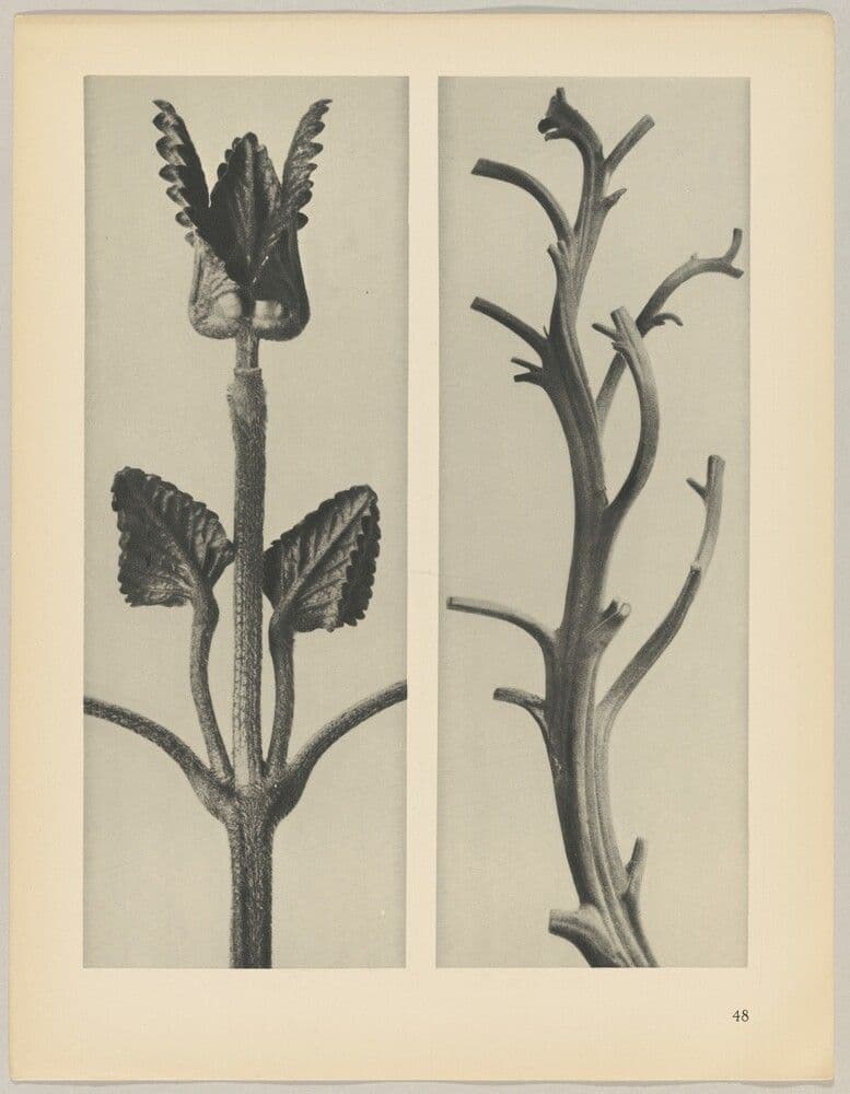 a Stachis grandiflora; b Nicotiana rustica — Karl Blossfeldt