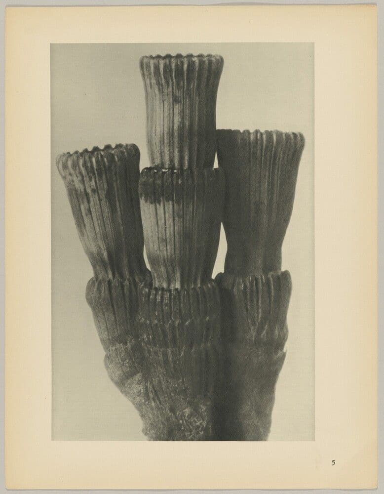 Equisetum hiemale — Karl Blossfeldt