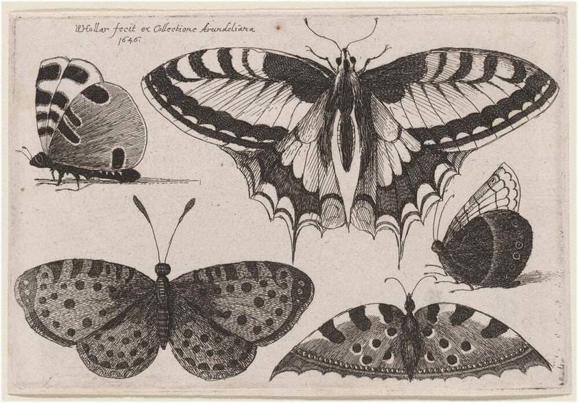 Three Butterflies and Two Moths — Wenceslaus Hollar