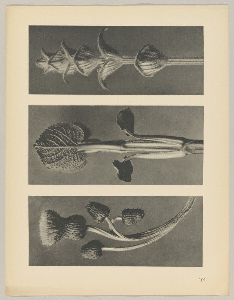 a Cirsium canum; b Phlomis umbrosa; c salvia — Karl Blossfeldt