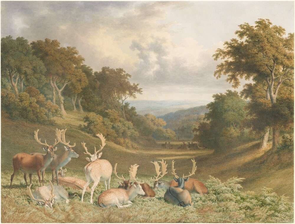 Stags in Knole Park, Kent — Robert Hills