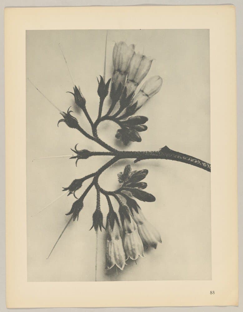 Symphytum officinale — Karl Blossfeldt