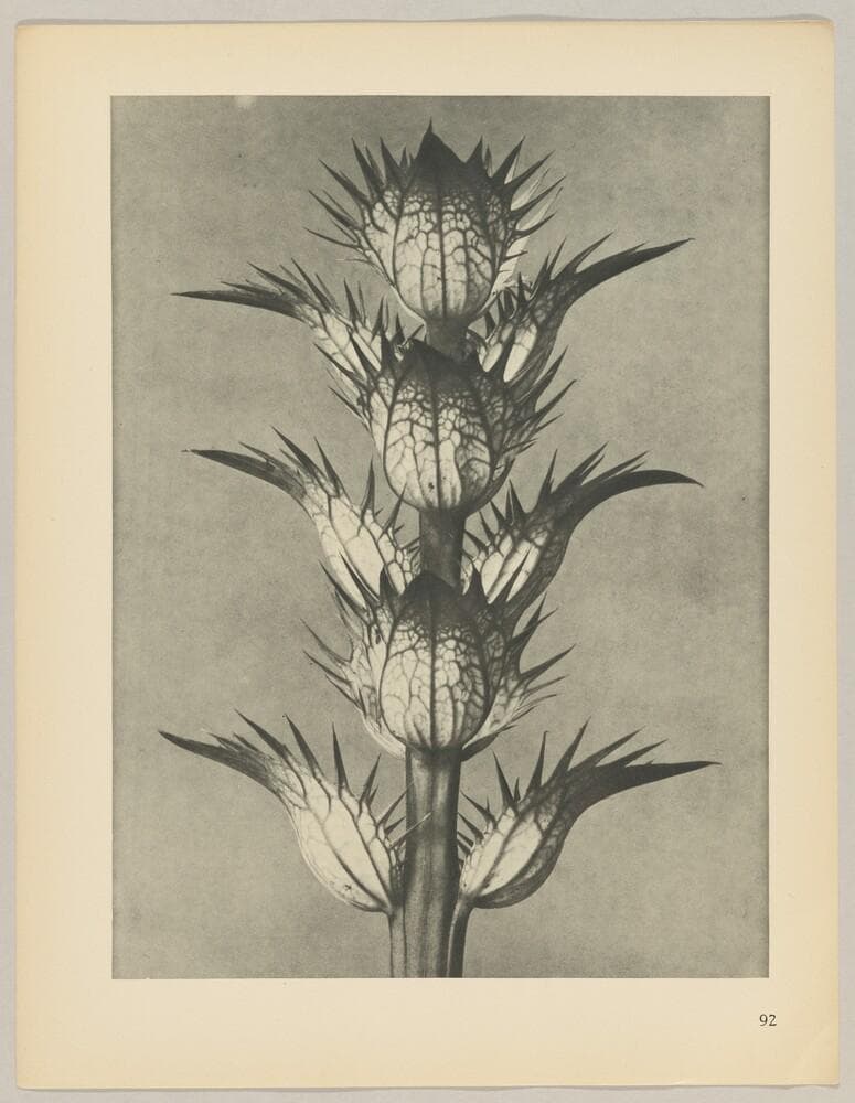 Acanthus mollis — Karl Blossfeldt