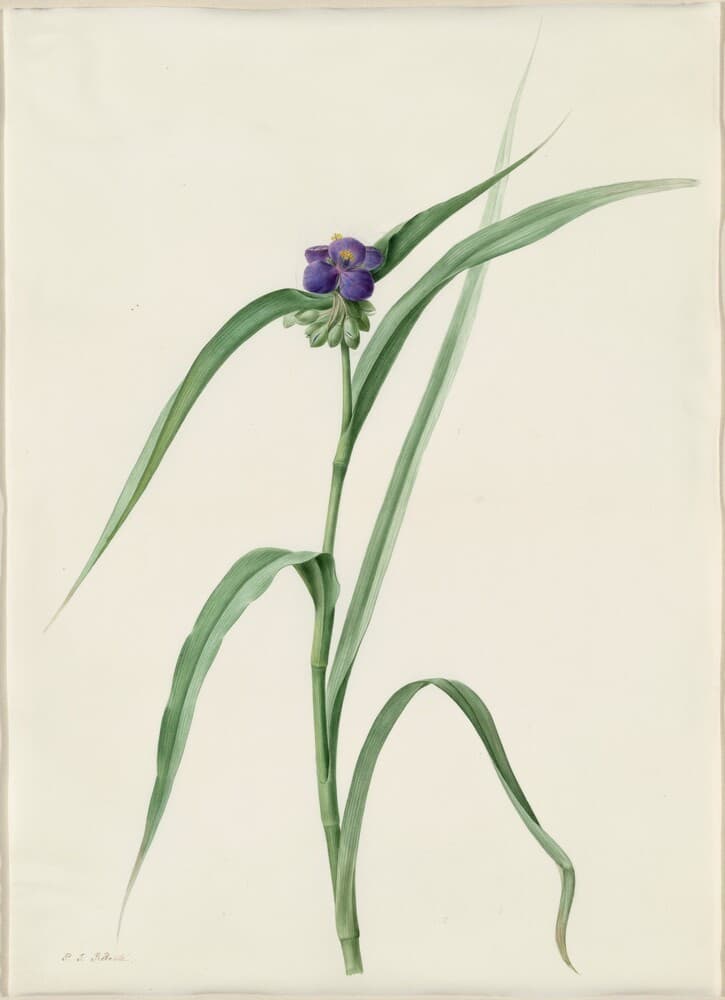Tradescantia virginica — Pierre-Joseph Redouté