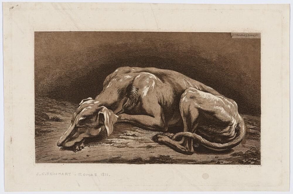 Sleeping Greyhound — Johann Christian Reinhart