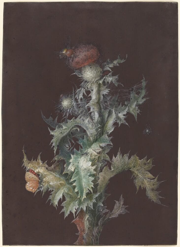 Thistle with Insects — Johann Christoph Dietzsch