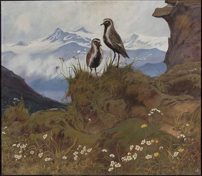 Birds in a mountain landscape. — Friedrich Lissmann