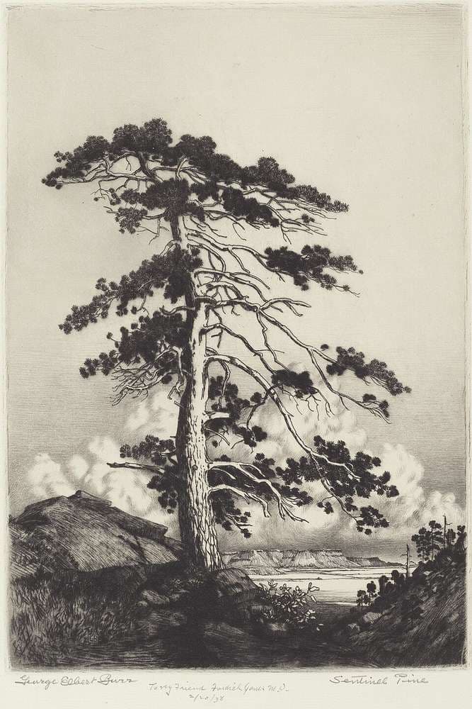 Sentinel Pine — George Elbert Burr
