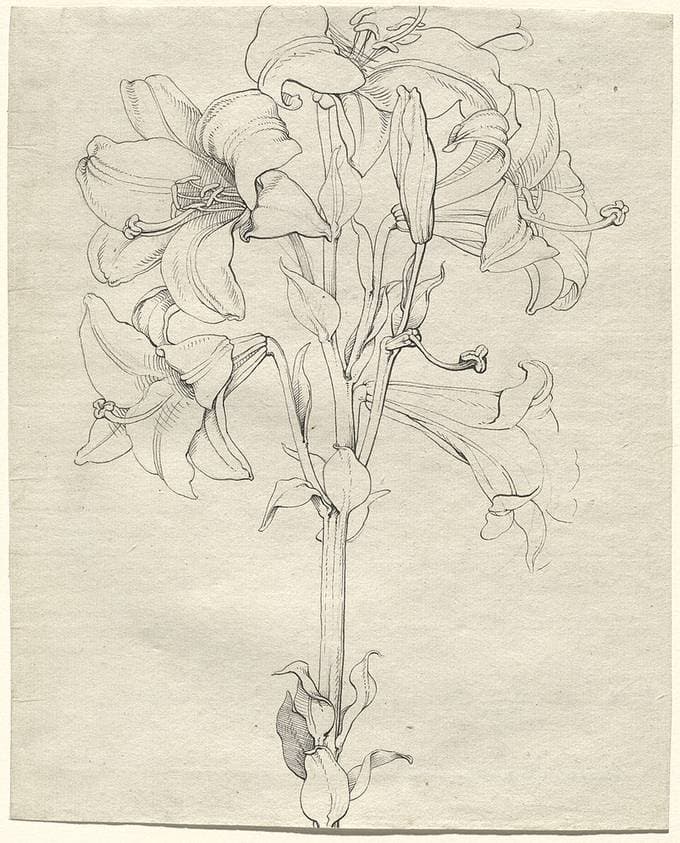A Stalk of Lilies with Six Blooms — Philipp Otto Runge
