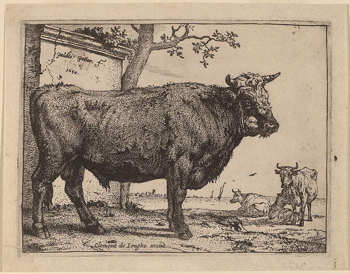 Bull — Paulus Potter