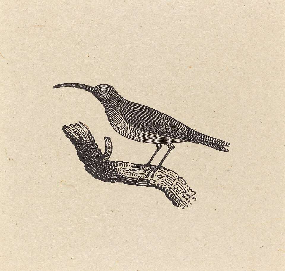 A Bird — Thomas Bewick