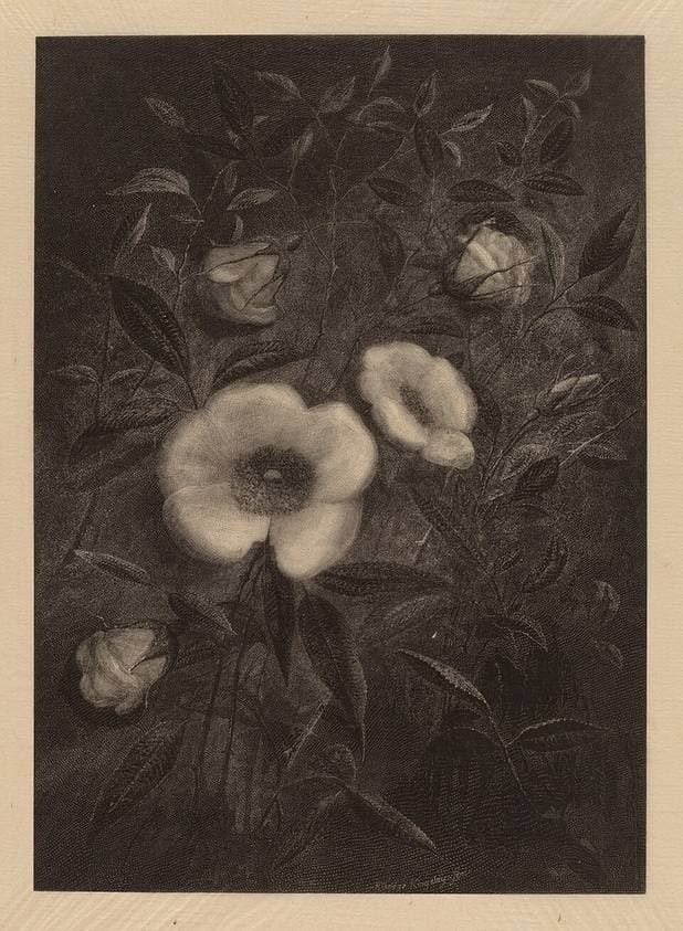 Wild Roses — Elbridge Kingsley