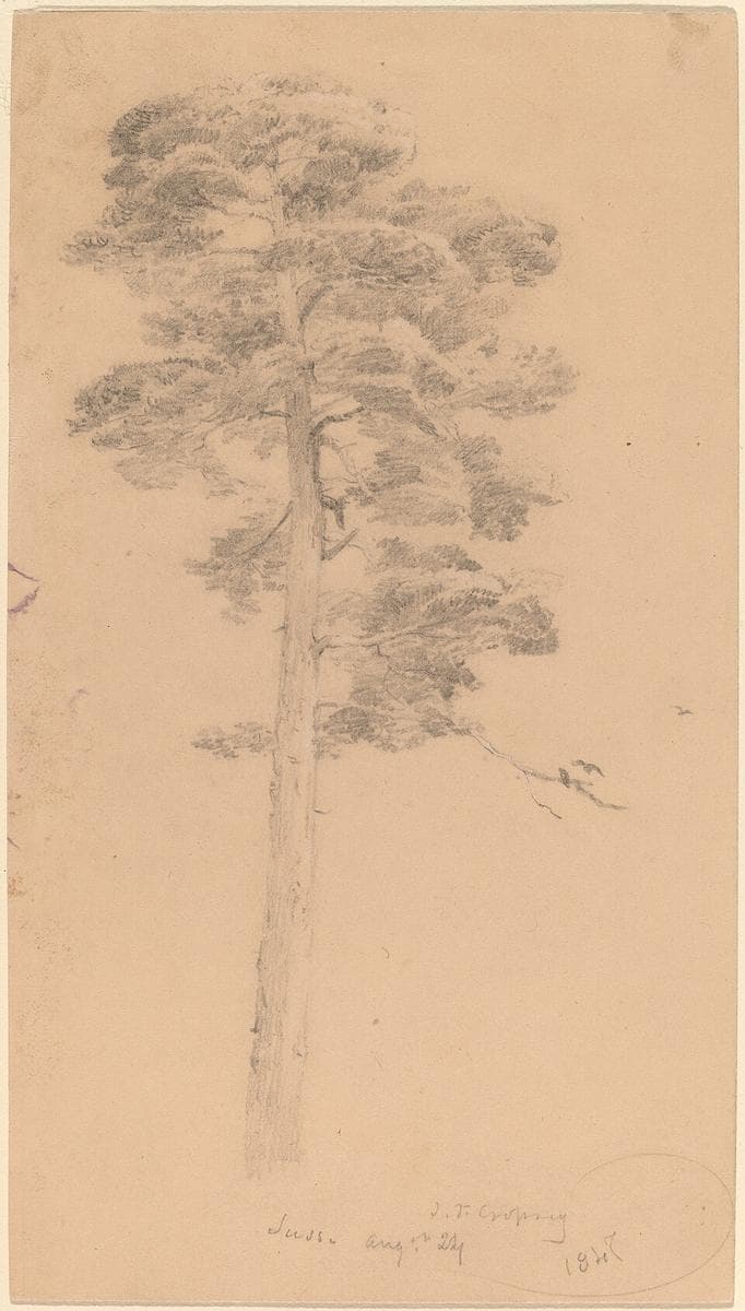 Pine Tree — Jasper Francis Cropsey
