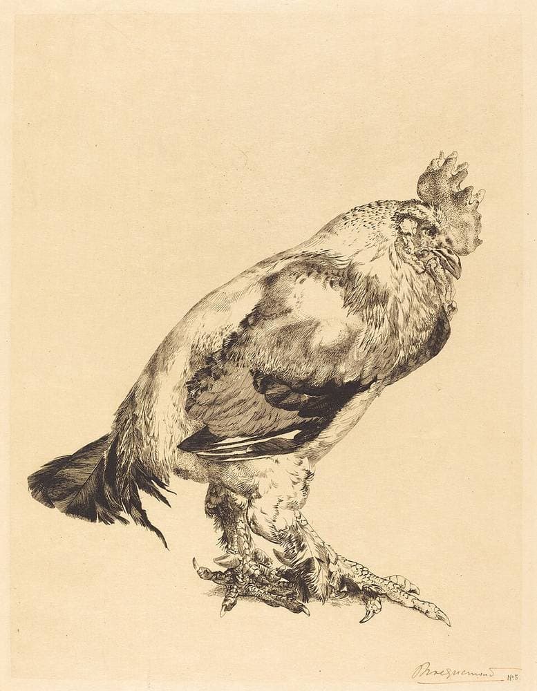 The Old Cock — Félix Bracquemond
