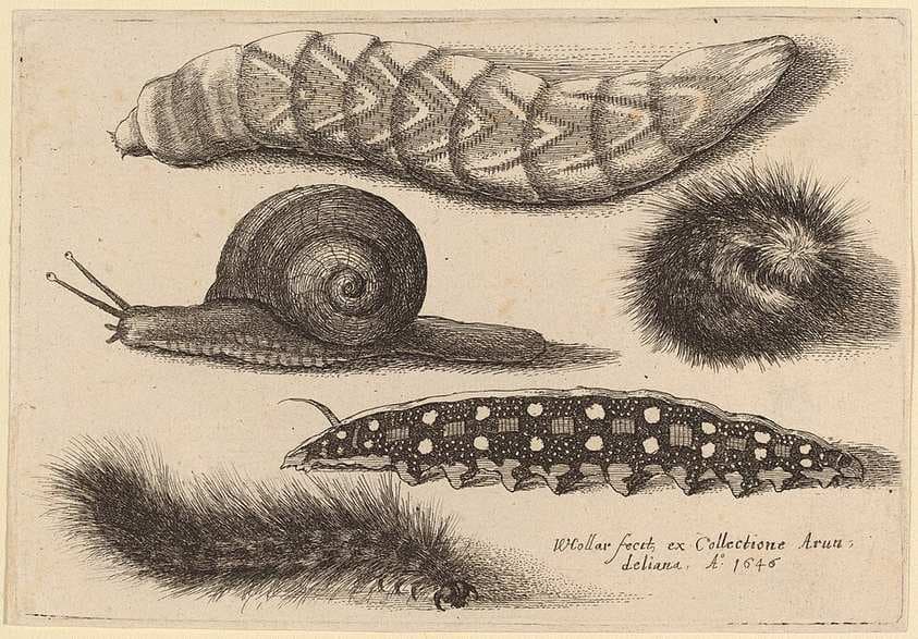 Four Caterpillars and a Snail — Wenceslaus Hollar