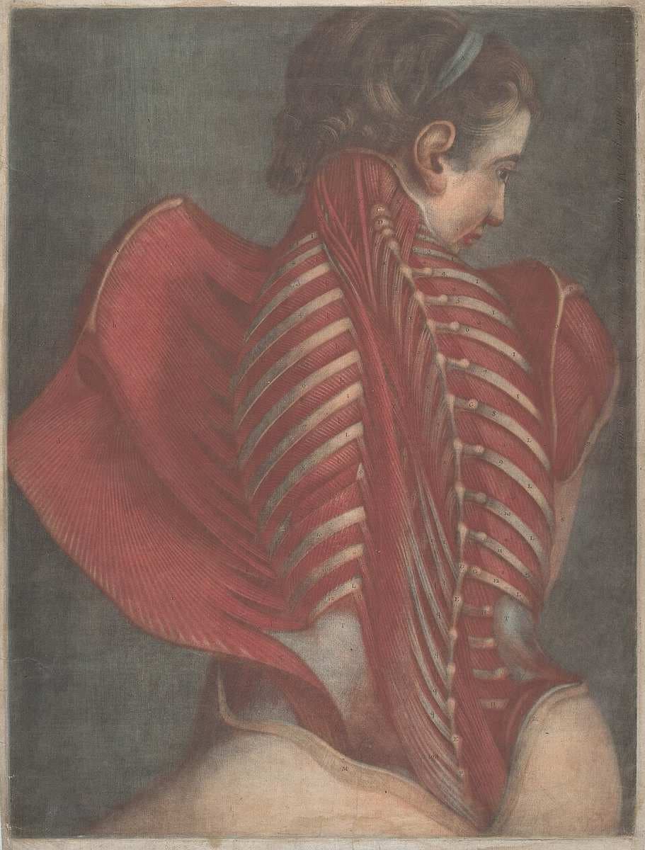 L'Ange anatomique (The Anatomical Angel) or Dissection of a Woman's Back — Jacques-Fabien Gautier Dagoty