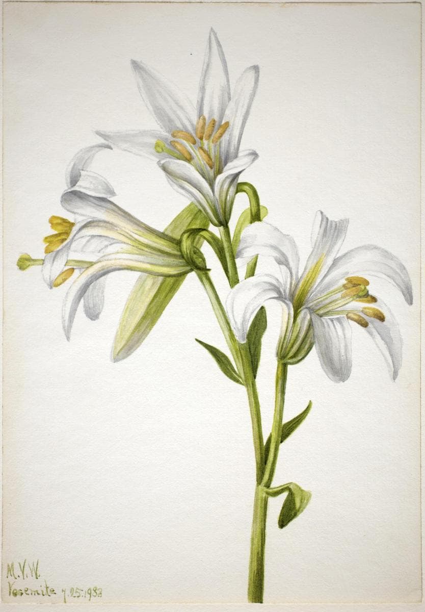 Washington Lily (Lilium washingtonianum) — Mary Vaux Walcott