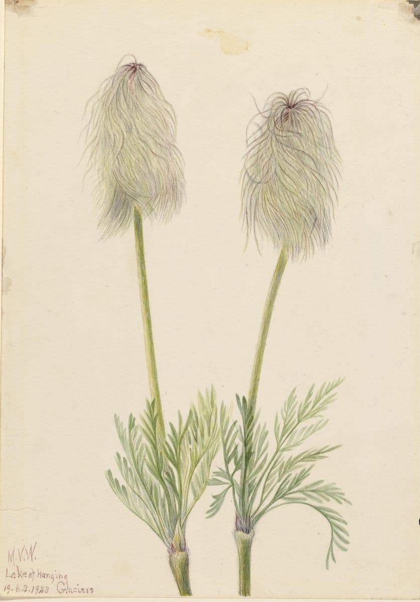 Plume Anemone (Pulsatilla occidentalis) — Mary Vaux Walcott