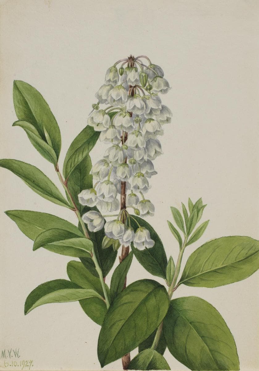 Zenobia (Zenobia cassinifolia) — Mary Vaux Walcott