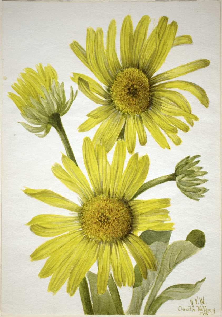 Satinleaf Goldenhead (Enceliopsis covillei) — Mary Vaux Walcott