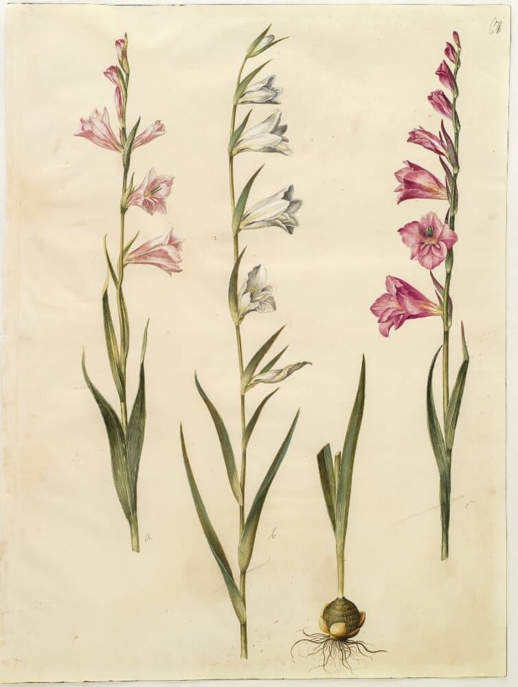 Gladiolus communis (almindelig gladiolus) — Hans Simon Holtzbecker