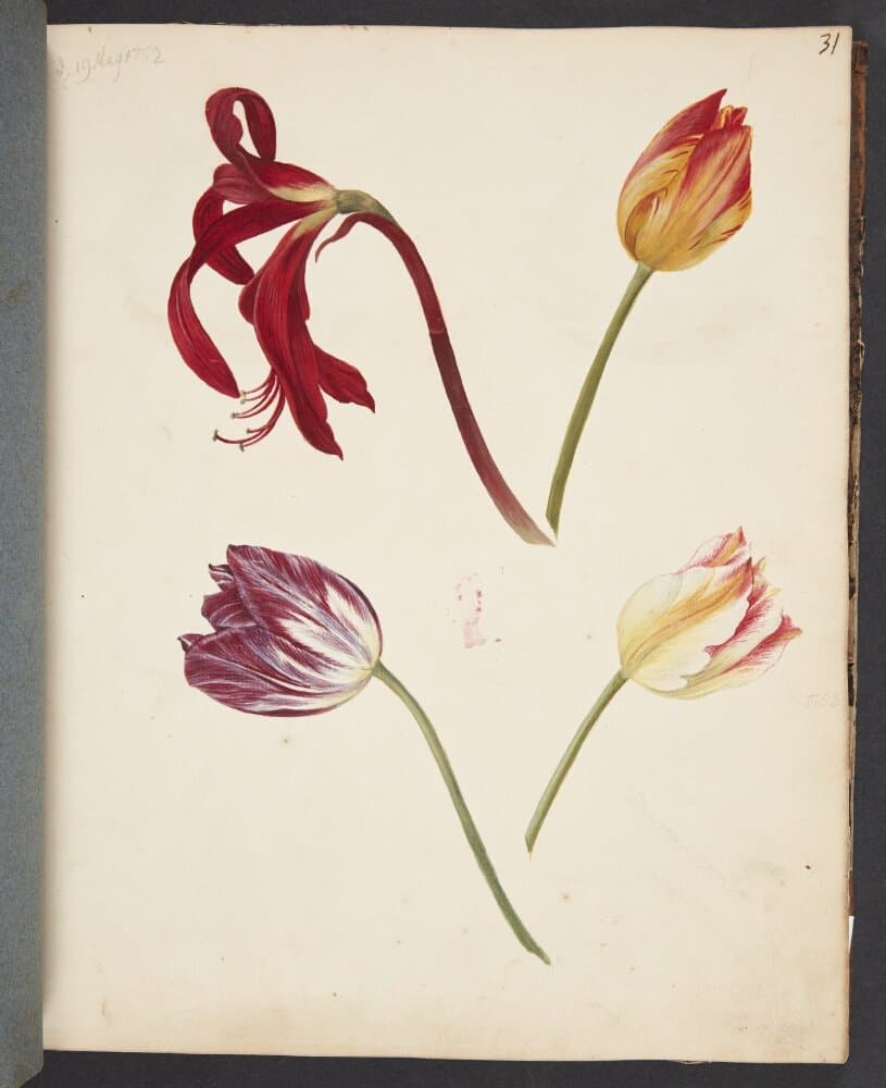 Studie af tulipaner — Johanna Fosie