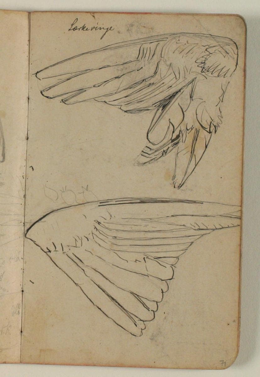 Studier af to fuglevinger — Niels Larsen Stevns