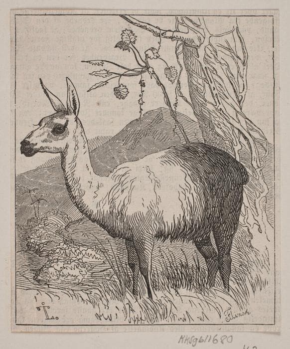 En lama — Andreas Flinch