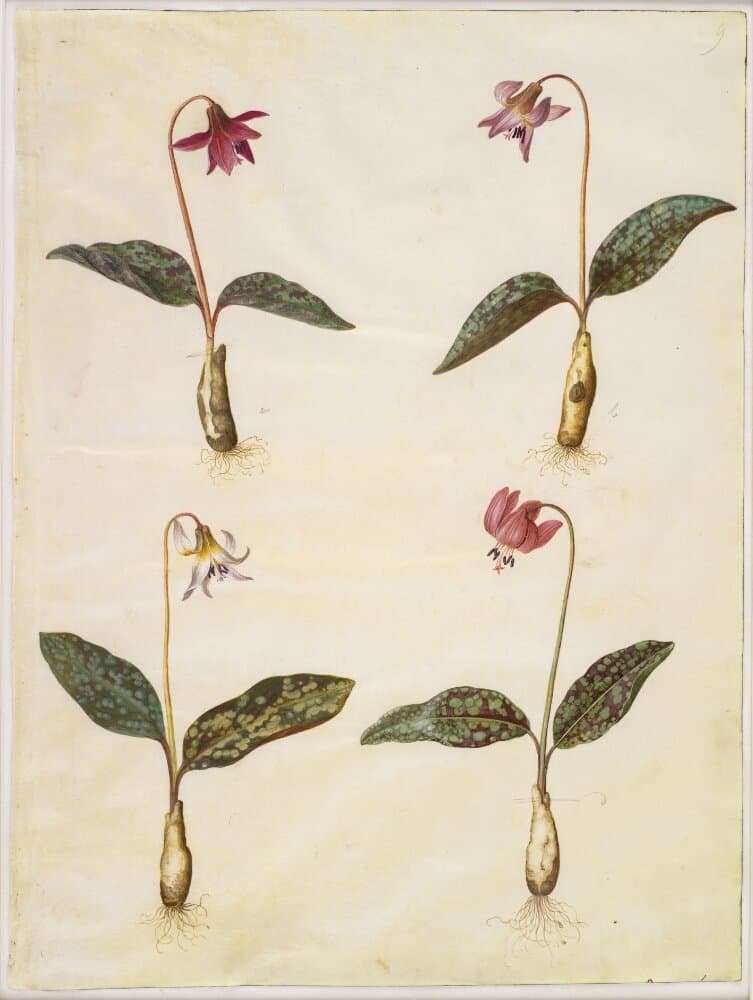 Erythronium dens-canis (ægte hundetand) — Hans Simon Holtzbecker