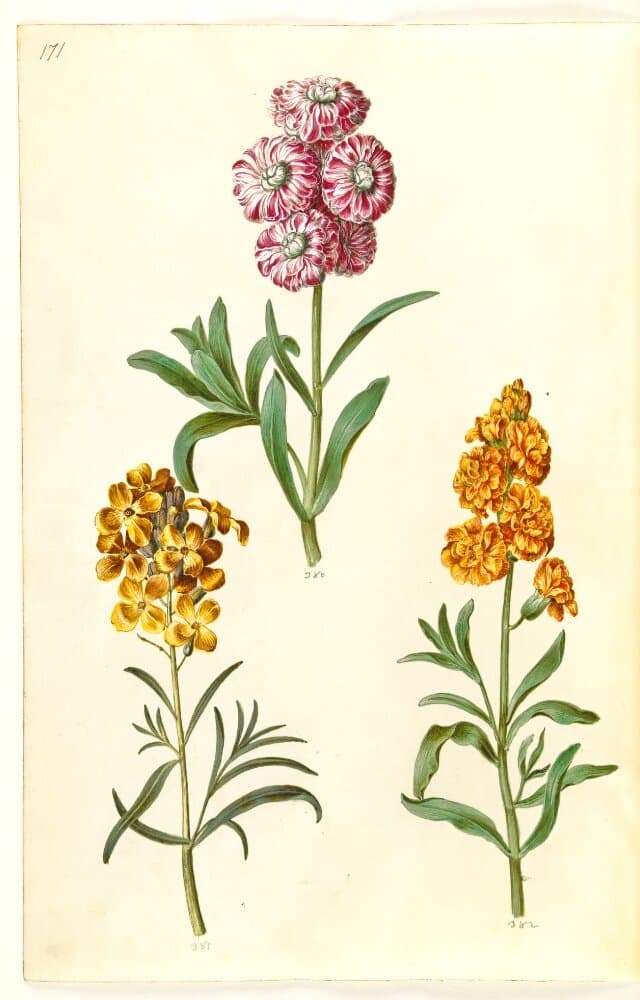 Matthiola incana (vinter-levkøj); Erysimum cheiri (gyldenlak) — Hans Simon Holtzbecker