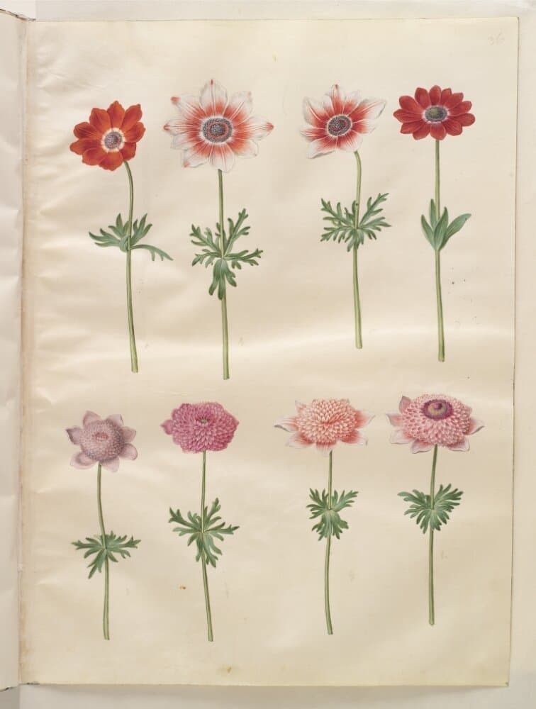 Anemone coronaria L. (fransk anemone); Anemone pavonina (påfugle-anemone) — Hans Simon Holtzbecker