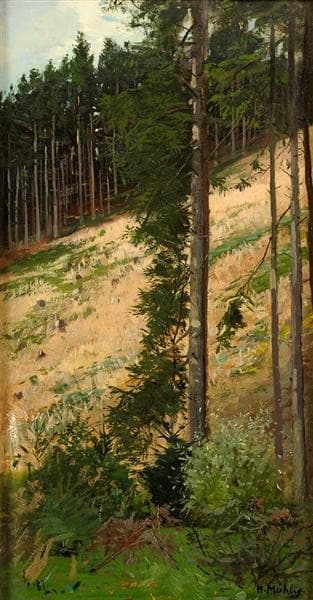 Forest section — Hugo Mühlig